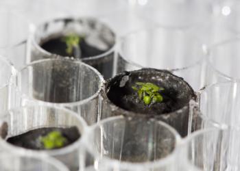 Lunar Plants Research Documentation, Tuesday May 5th, 2021.