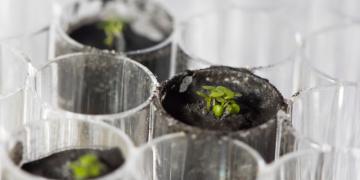 Lunar Plants Research Documentation, Tuesday May 5th, 2021.