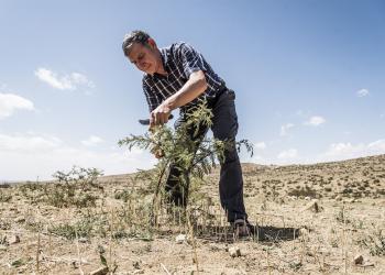 Tony Rinaudo demonstrates pruning.