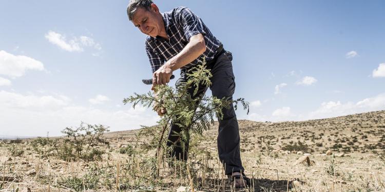 Tony Rinaudo demonstrates pruning.