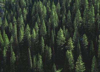 Pine Tree Forest on a Hill - Desktop Background