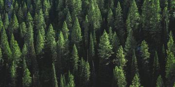 Pine Tree Forest on a Hill - Desktop Background
