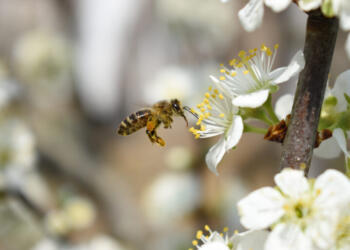 A closeup shot of a bee on beautiful cherry blossoms