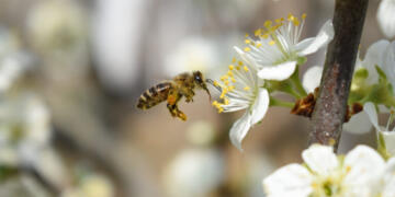 A closeup shot of a bee on beautiful cherry blossoms