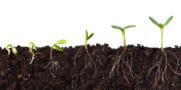 Cutaway sequence of a plant growing in dirt, roots showing, against a white background.