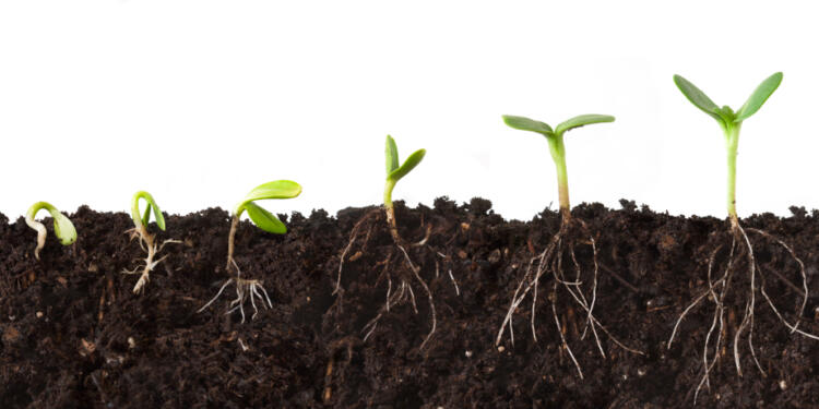 Cutaway sequence of a plant growing in dirt, roots showing, against a white background.